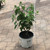 Hydrangea paniculata Fire light 251453